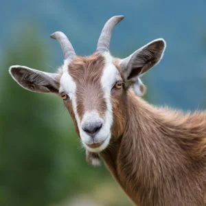 The mortgage industry's future is not about AI replacing all the humans, being forced off to pursue new careers in goat management.