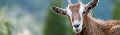 The mortgage industry's future is not about AI replacing all the humans, being forced off to pursue new careers in goat management.