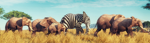 Like an elephant with zebra stripes, this mortgage market downturn stands out from previous downturns
