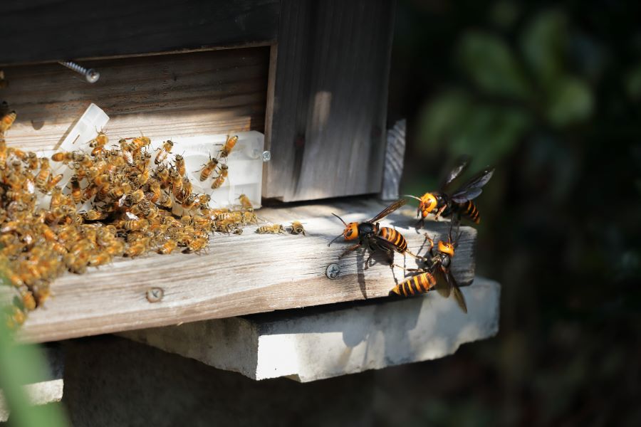 murder hornets attack a honey bee hive